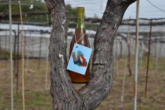 オレンジワイン　MASA 2025